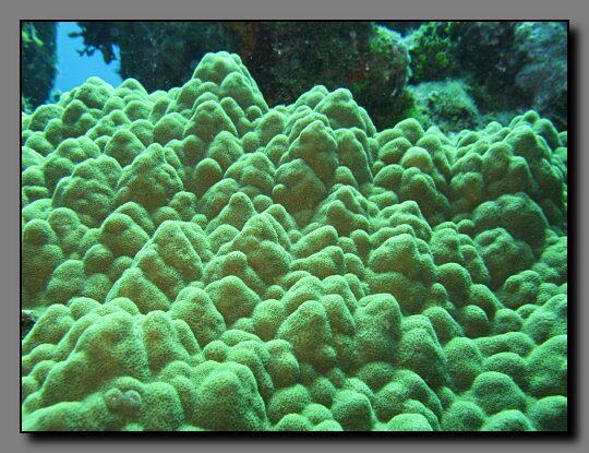 mustard hill coral